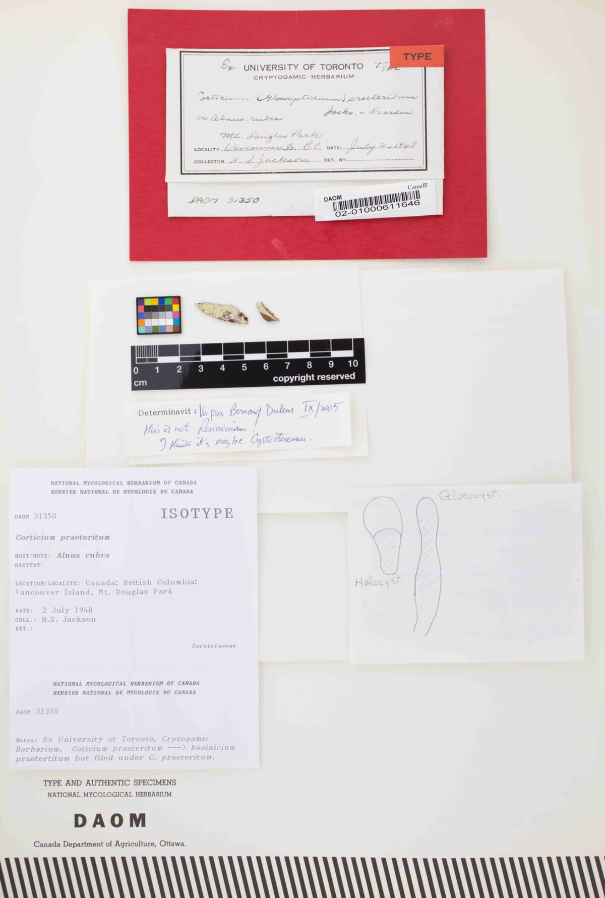 Corticium praeteritum image