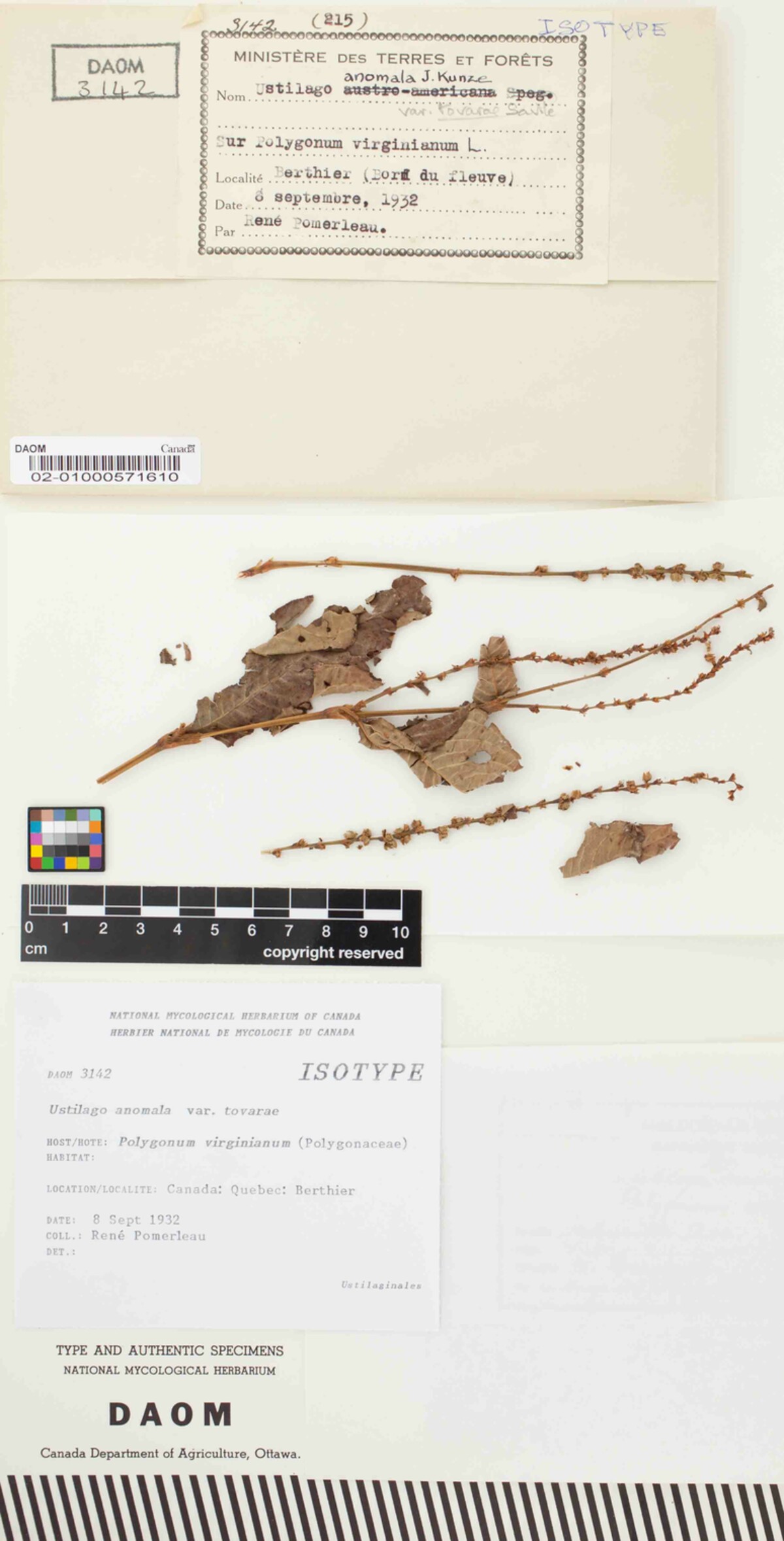 Microbotryum tovarae image