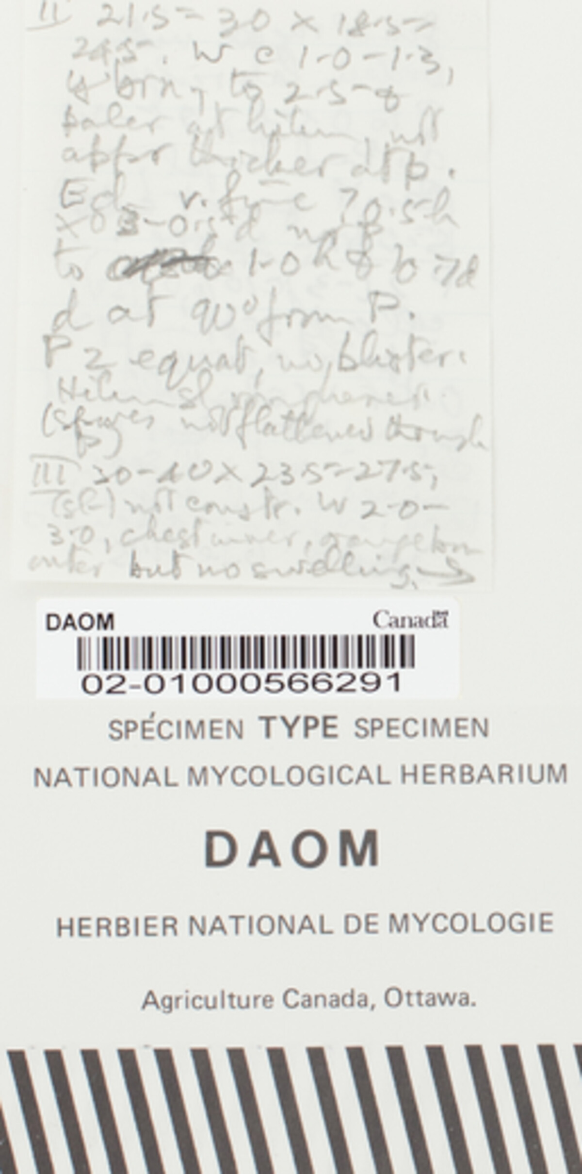 Uropyxis arisanensis image