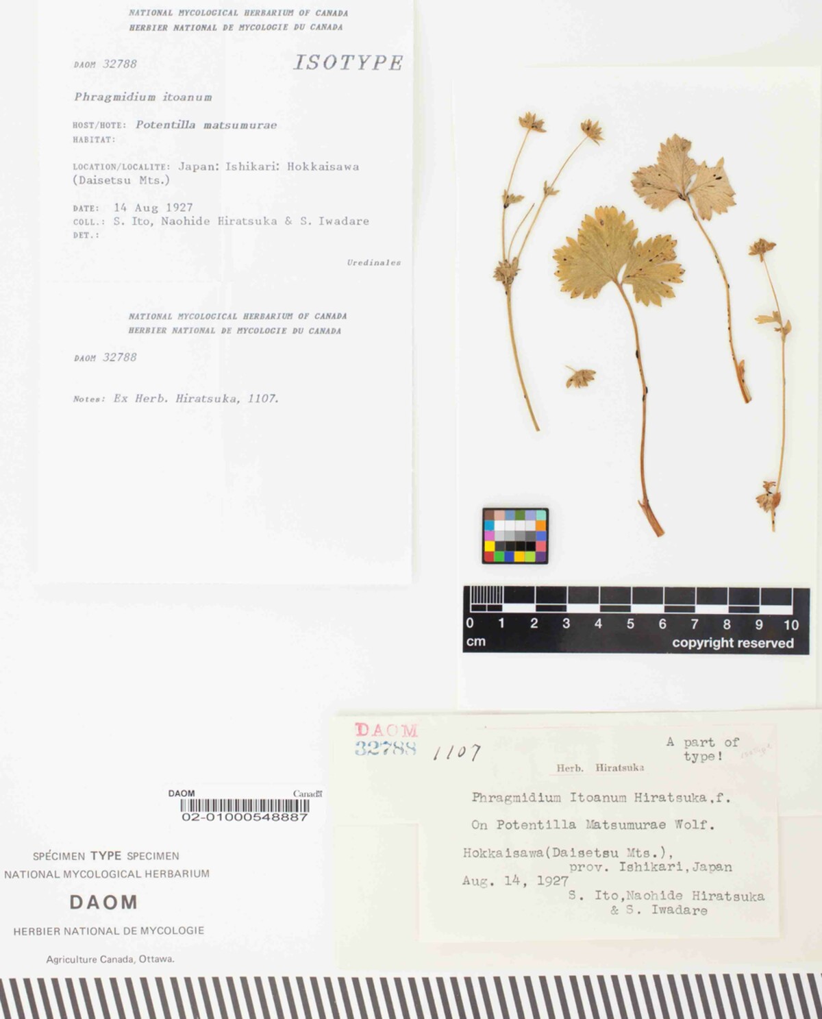 Phragmidium itoanum image