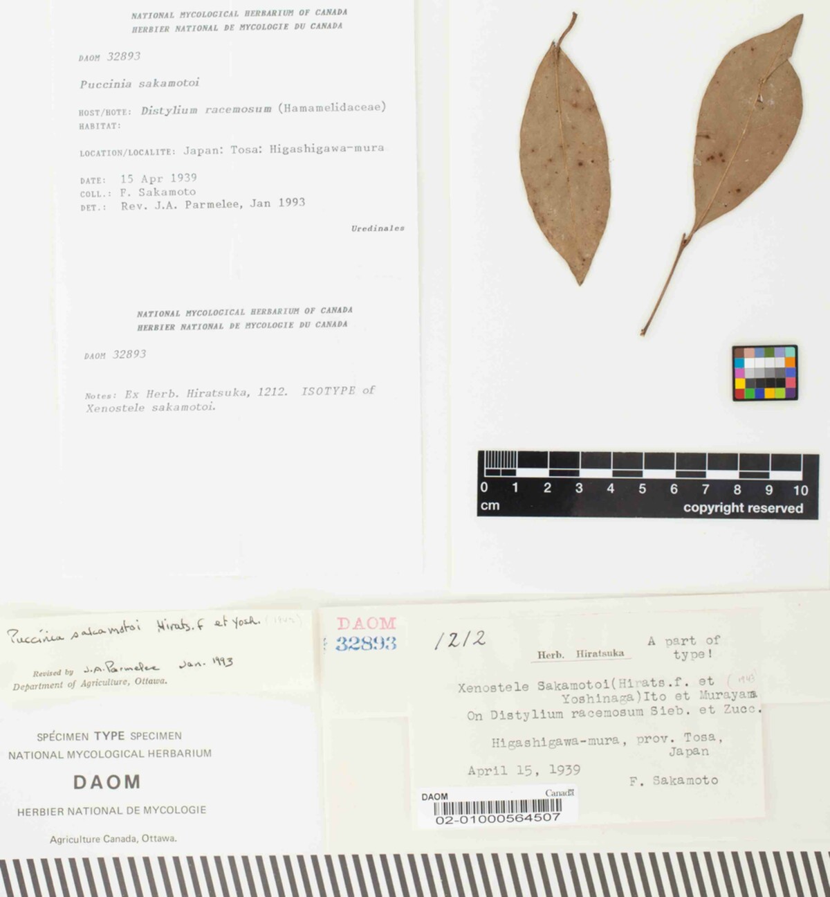 Puccinia sakamotoi image