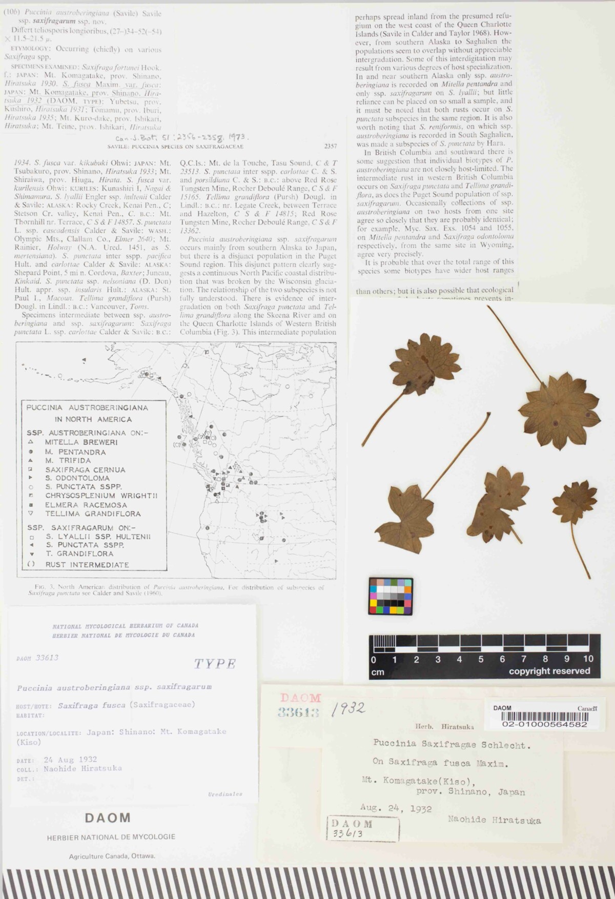 Puccinia austroberingiana subsp. saxifragarum image