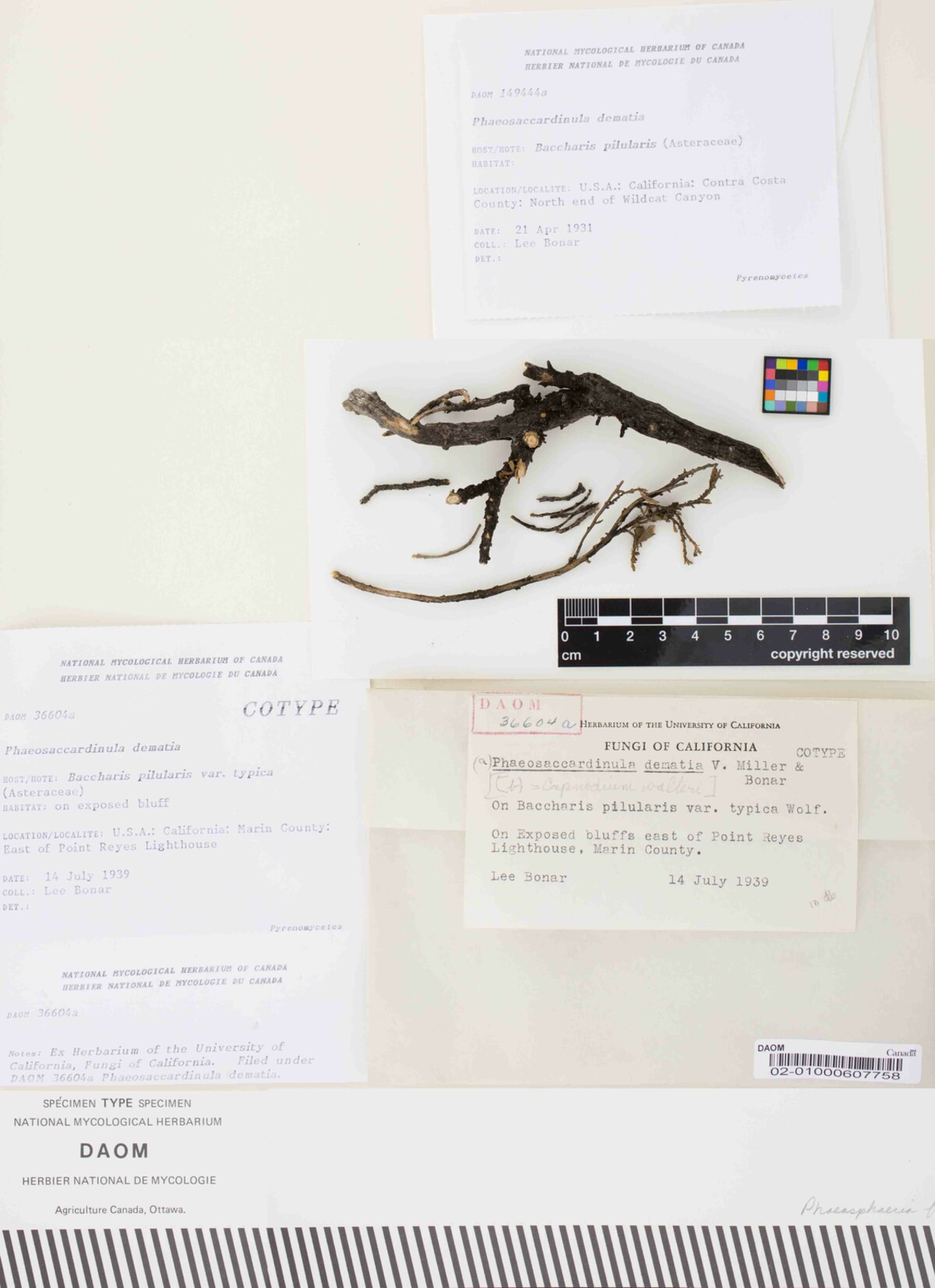 Phaeosaccardinula dematia image