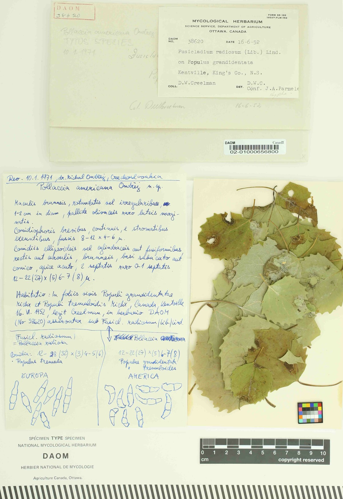 Pollaccia americana image