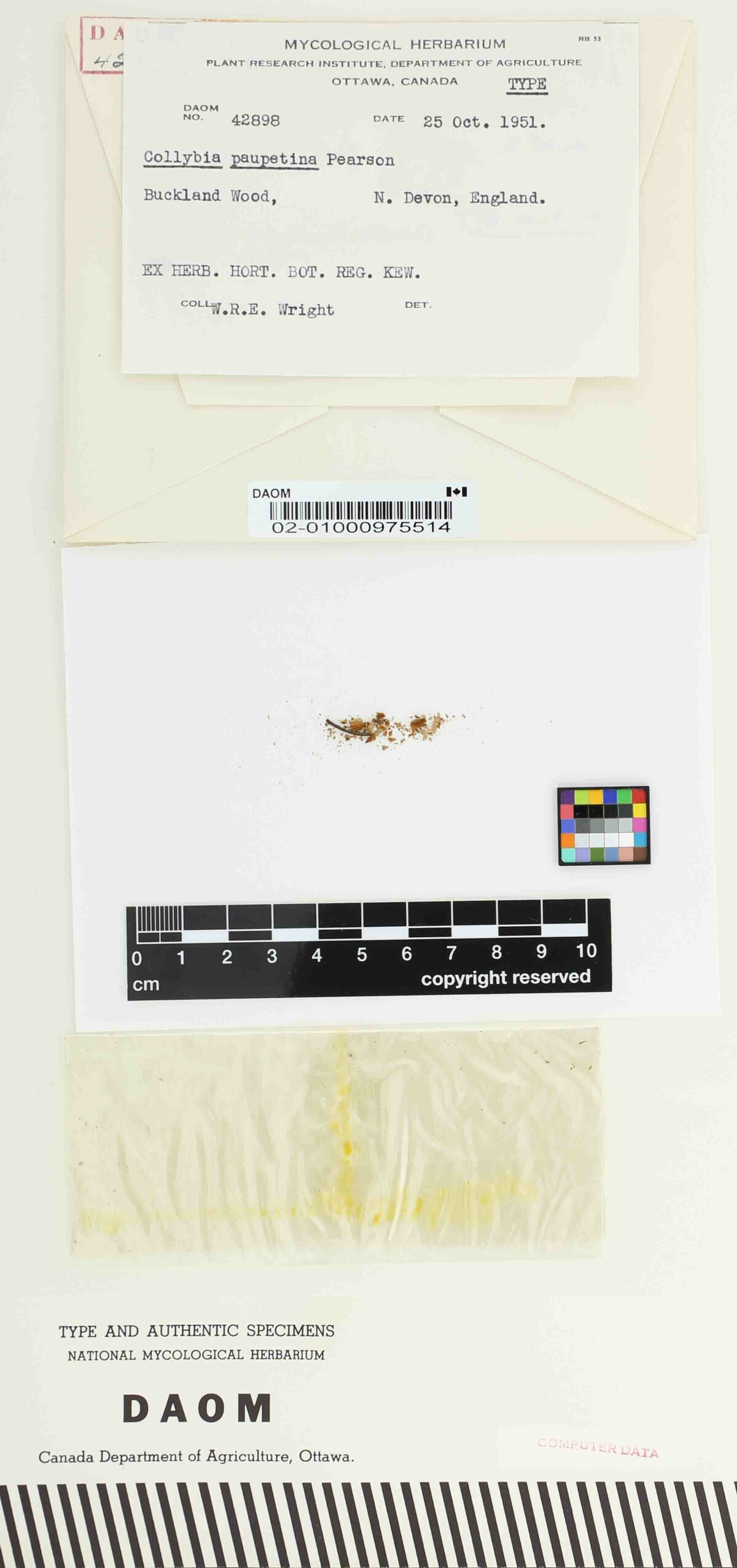 Collybia paupertina image