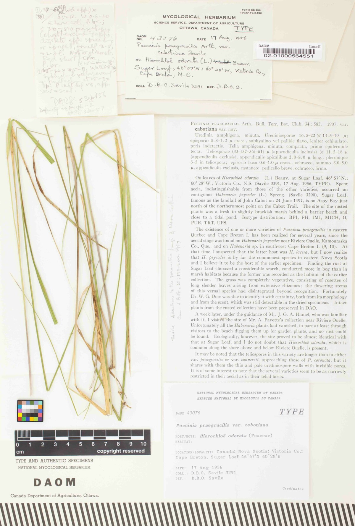 Puccinia praegracilis var. cabotiana image