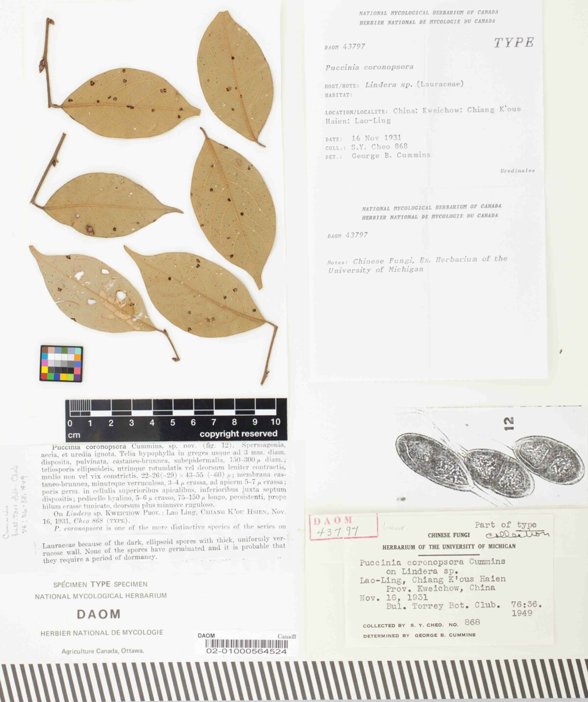 Puccinia coronopsora image