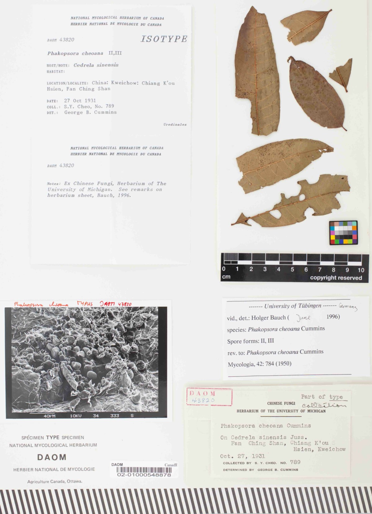Phakopsora cheoana image