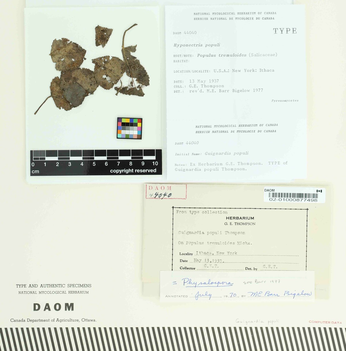 Hyponectria populi image