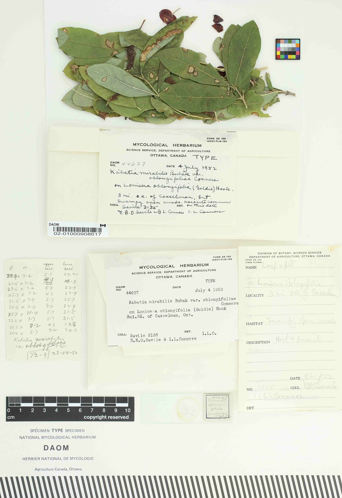 Kabatia mirabilis var. oblongifoliae image
