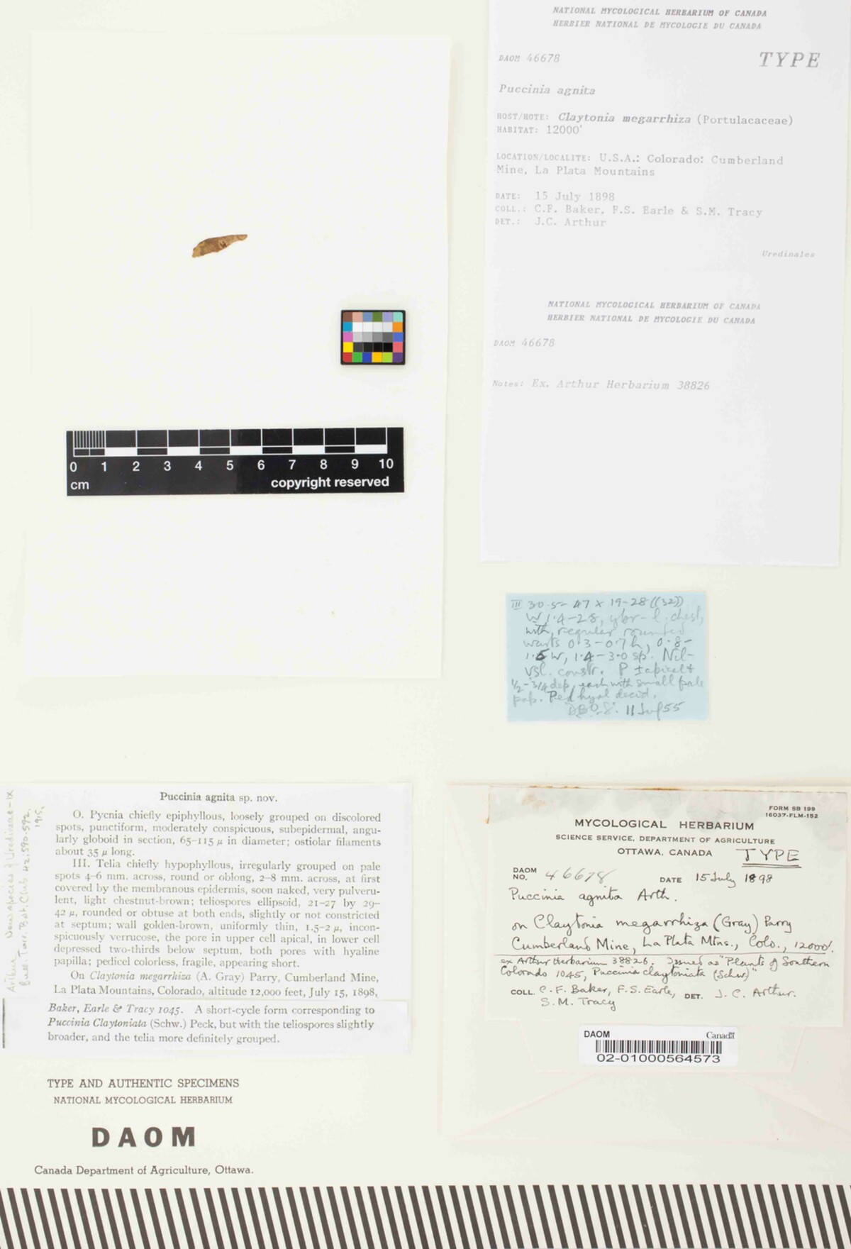 Puccinia agnita image