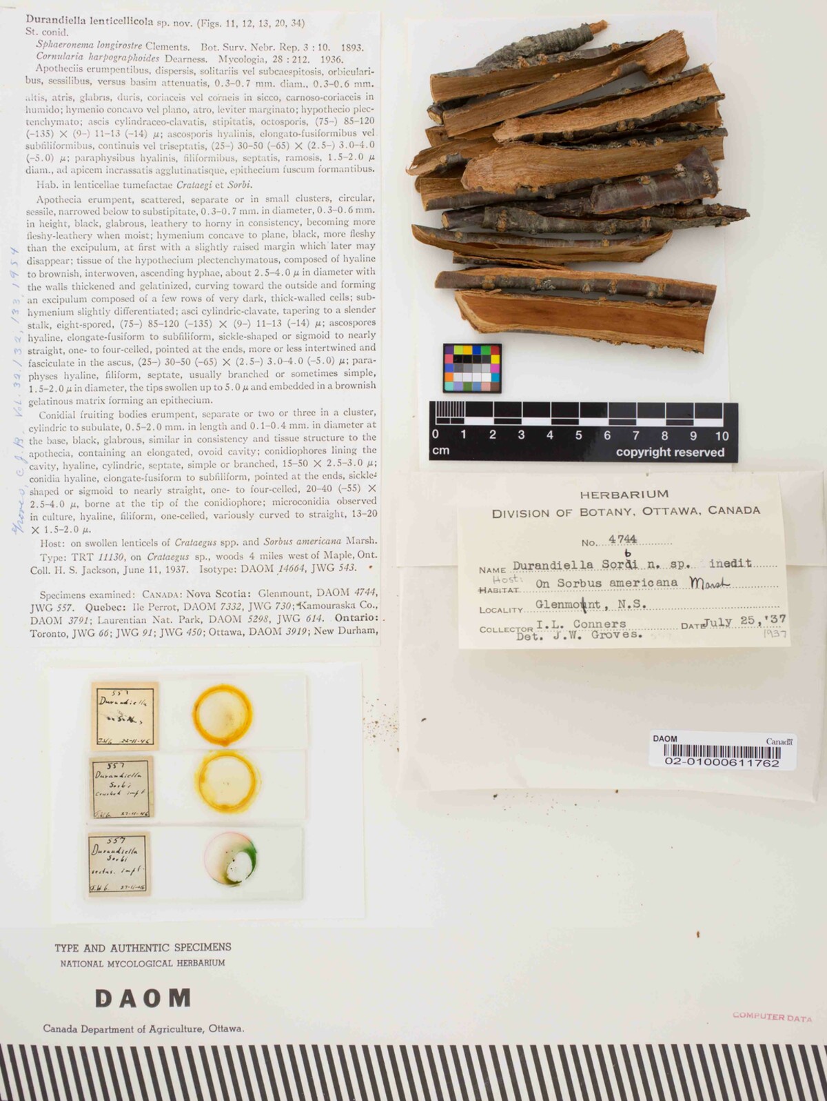 Durandiella lenticellicola image