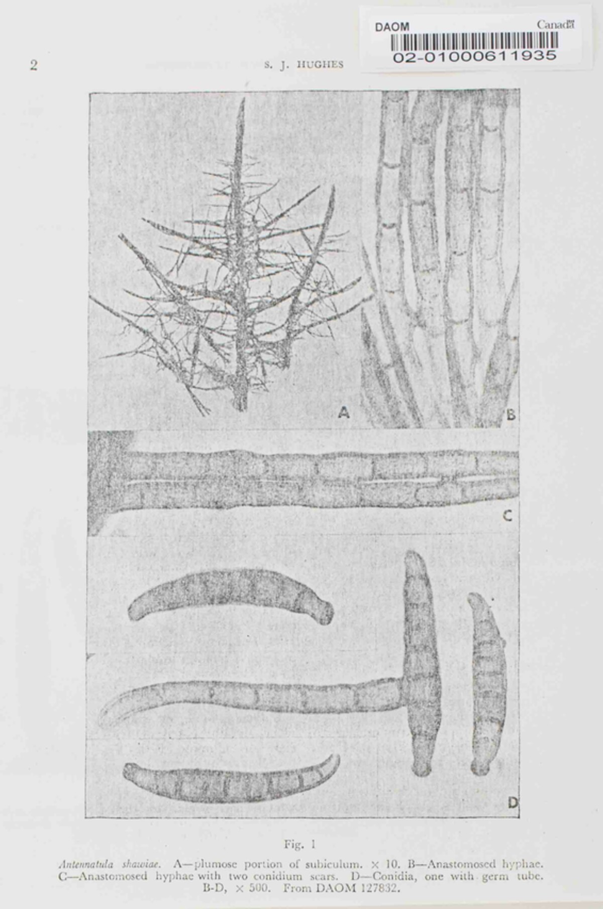 Antennatula shawiae image