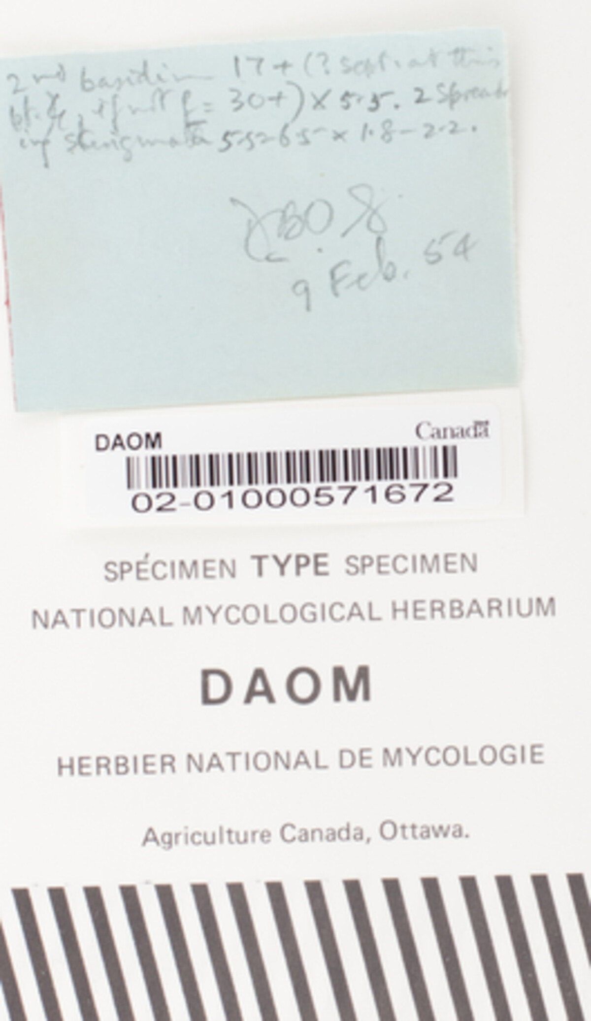 Exobasidium vaccinii-uliginosi var. phyllodoces image