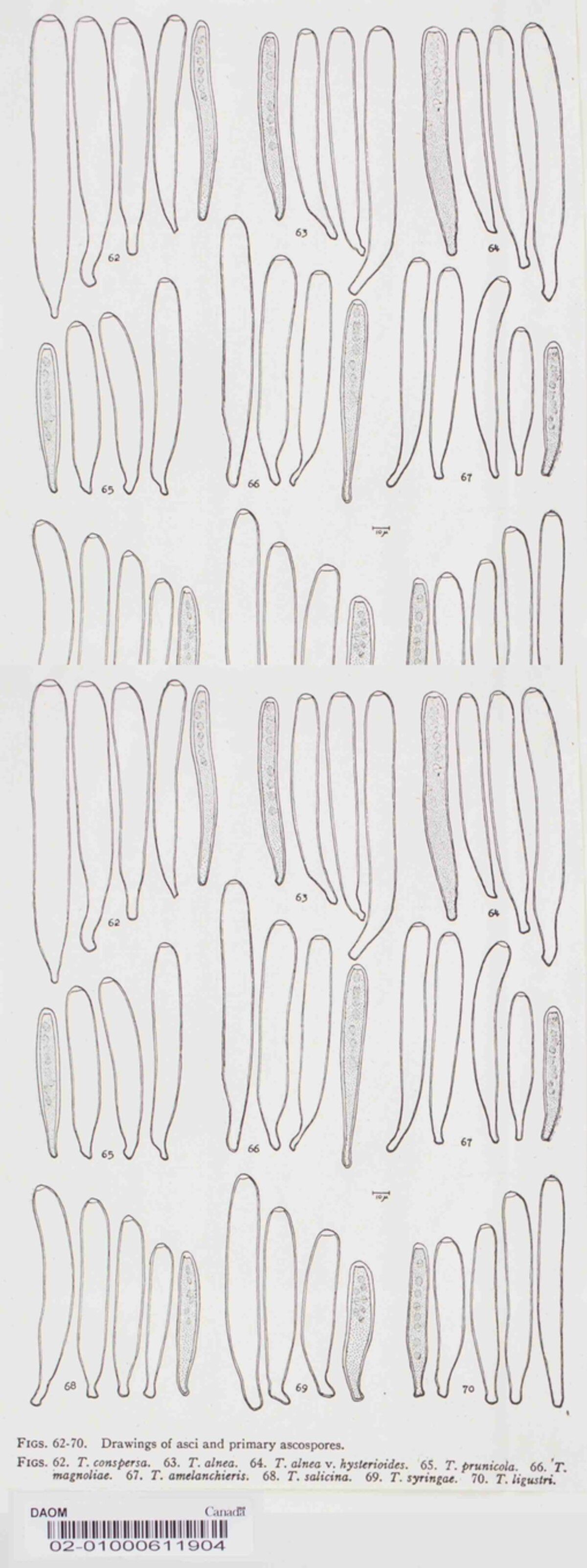 Tympanis salicina image