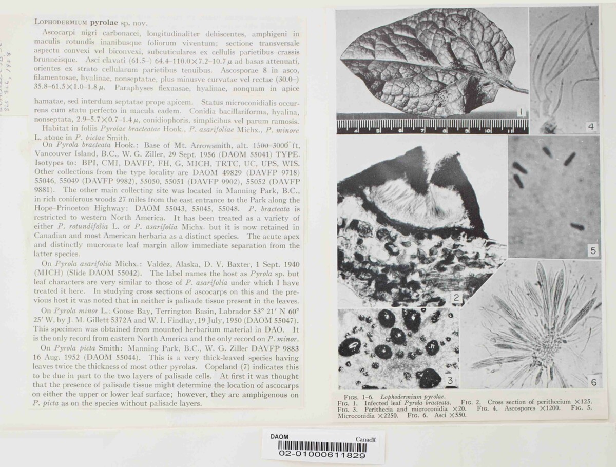 Lophodermium pyrolae image
