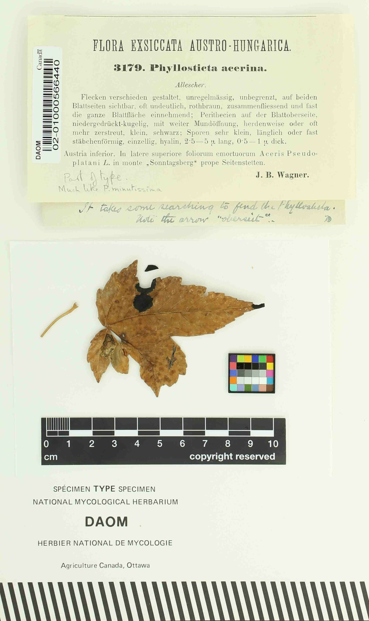 Phyllosticta acerina image