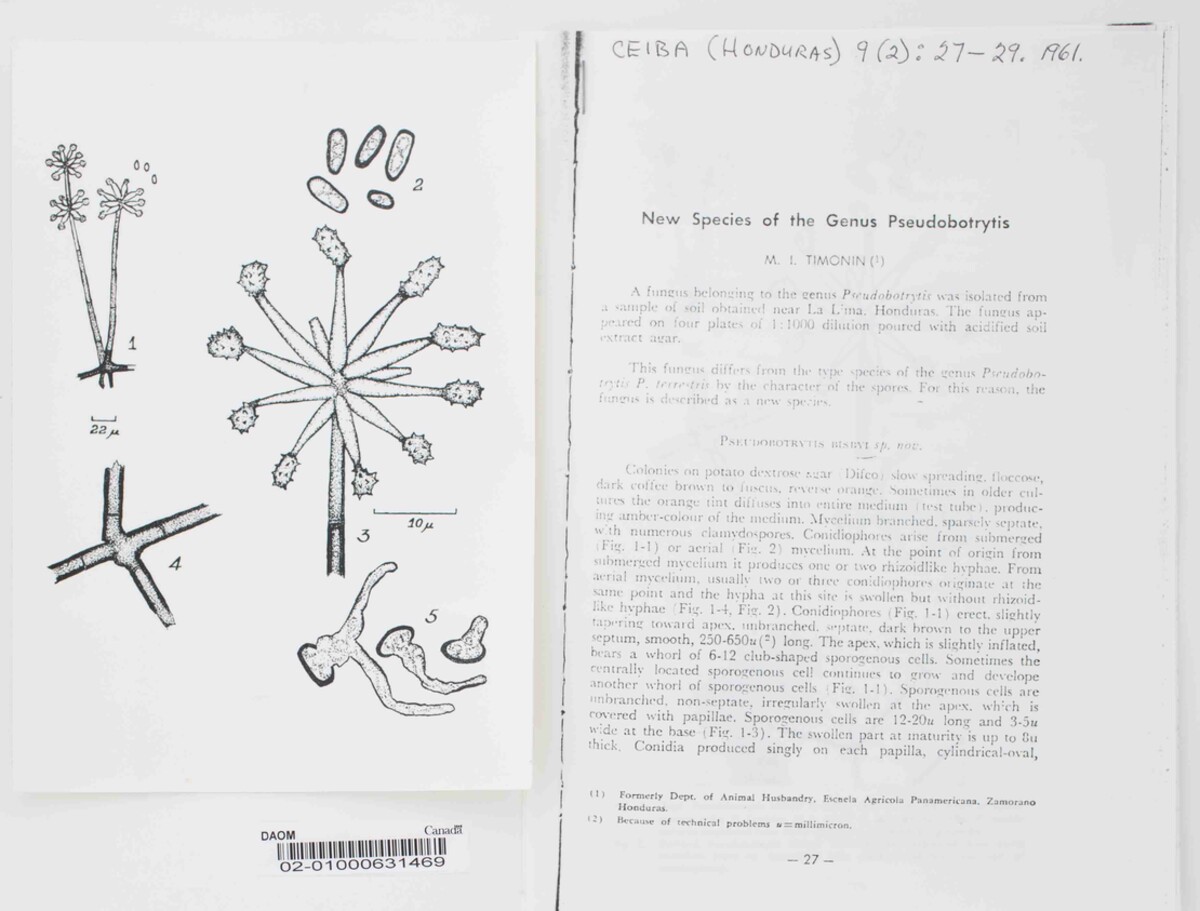 Pseudobotrytis bisbyi image