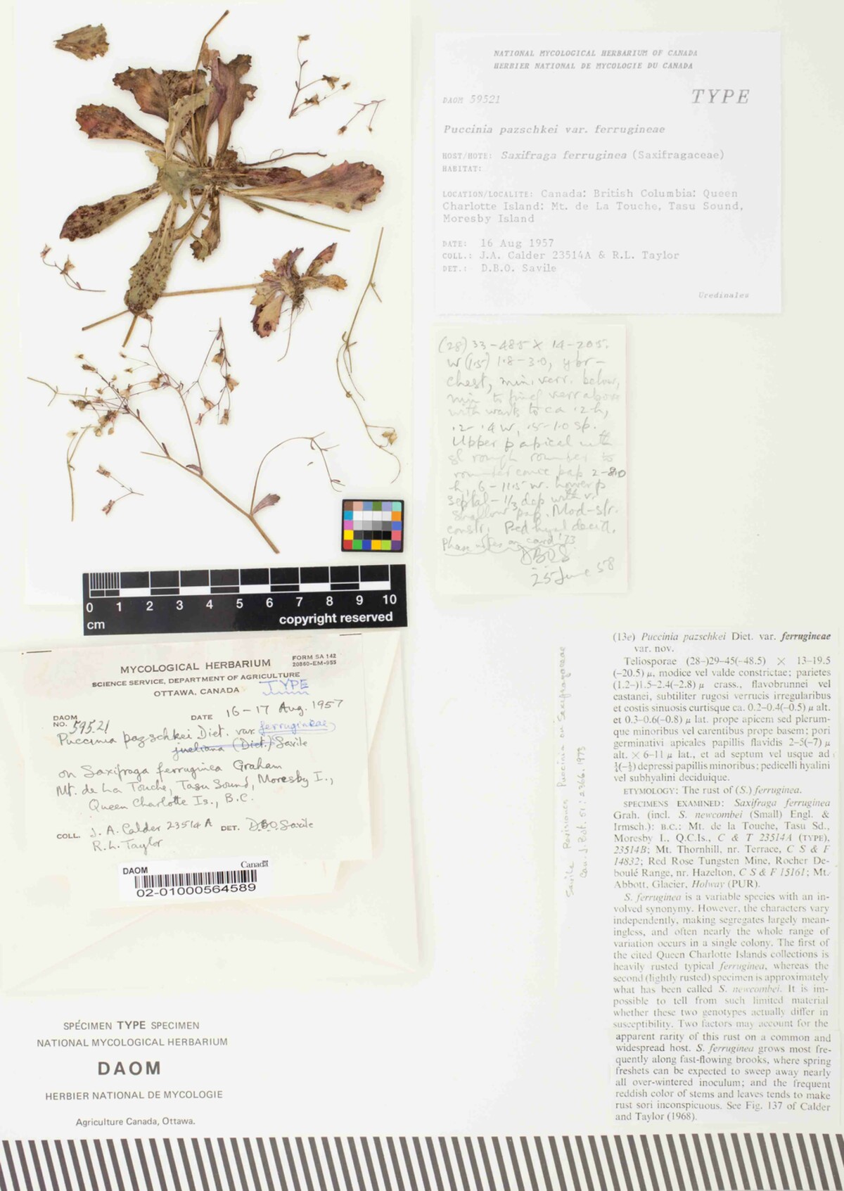 Puccinia pazschkei var. ferrugineae image