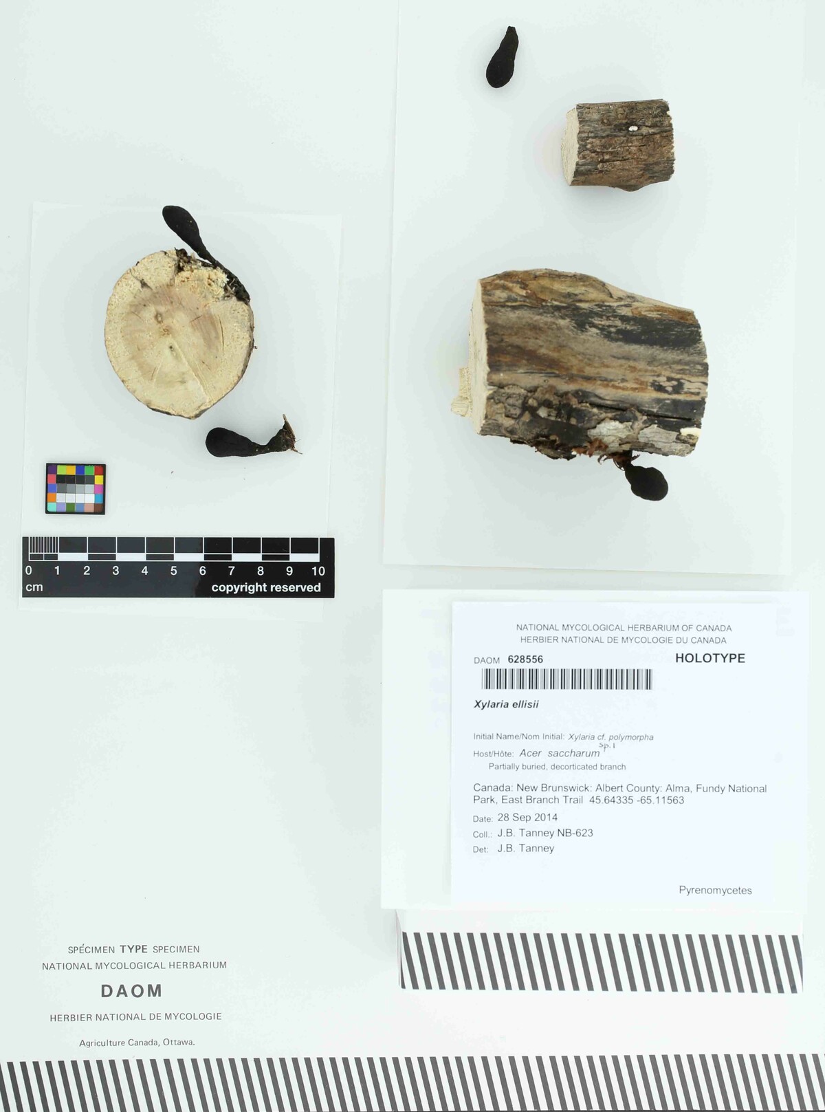 Xylaria ellisii image