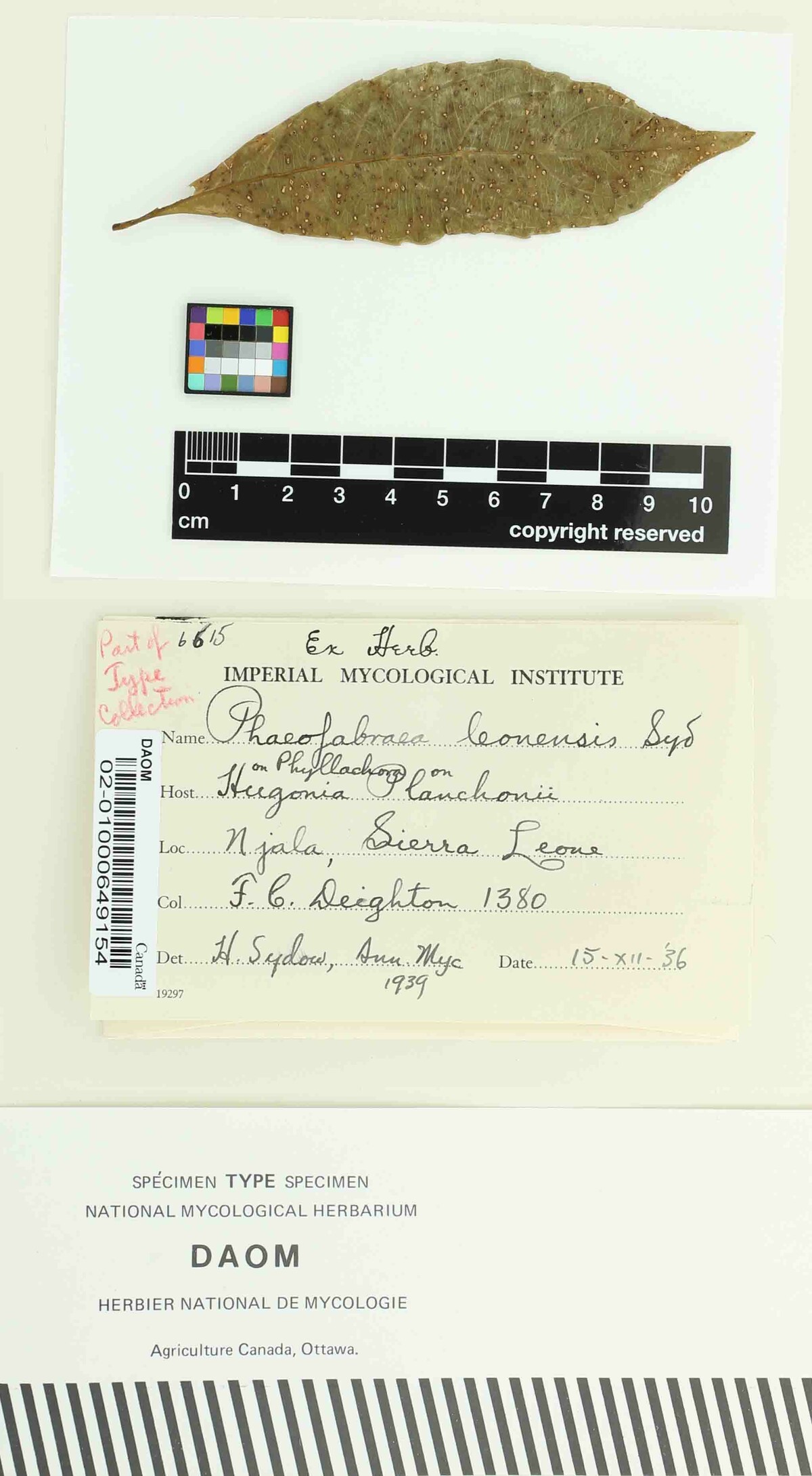 Phaeofabraea leonensis image