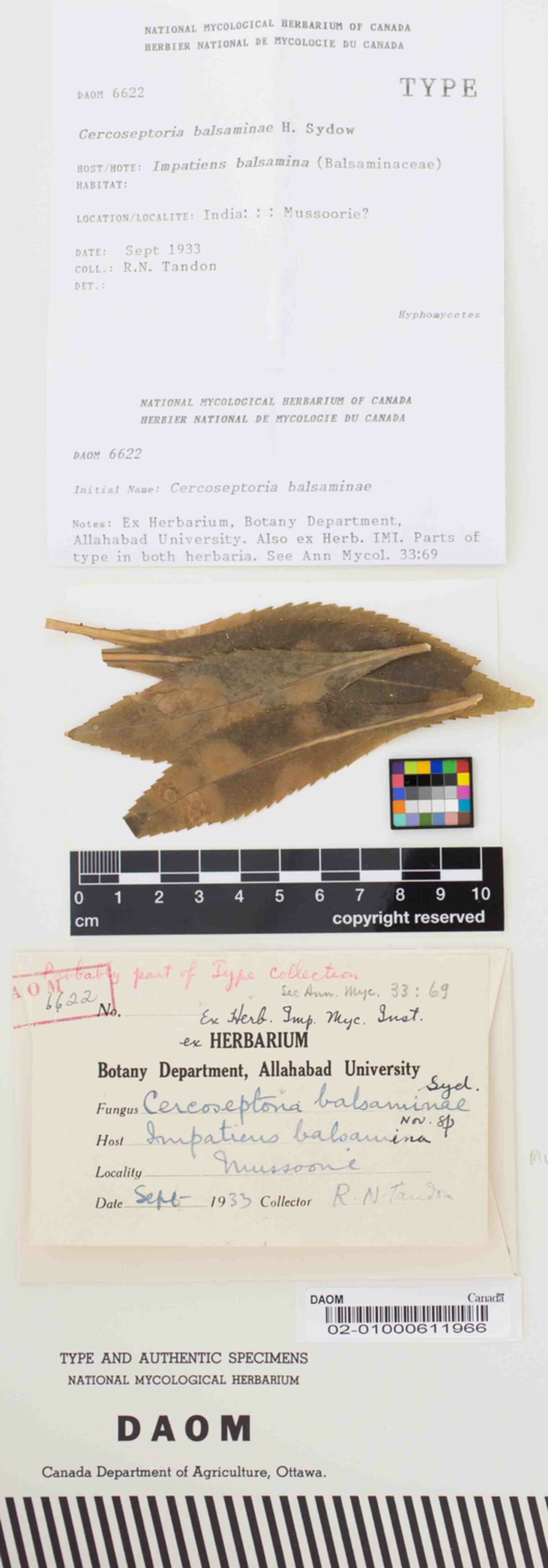 Pseudocercospora balsaminae image