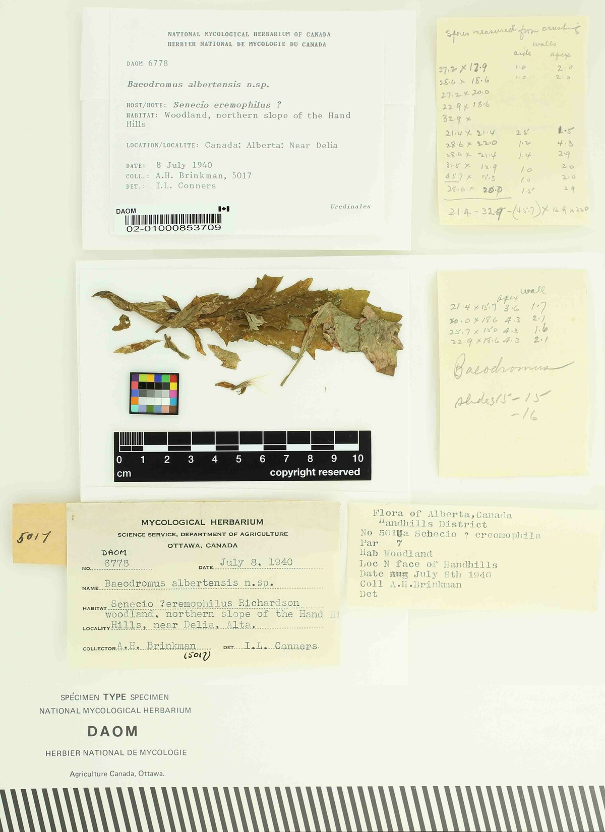 Baeodromus albertensis image
