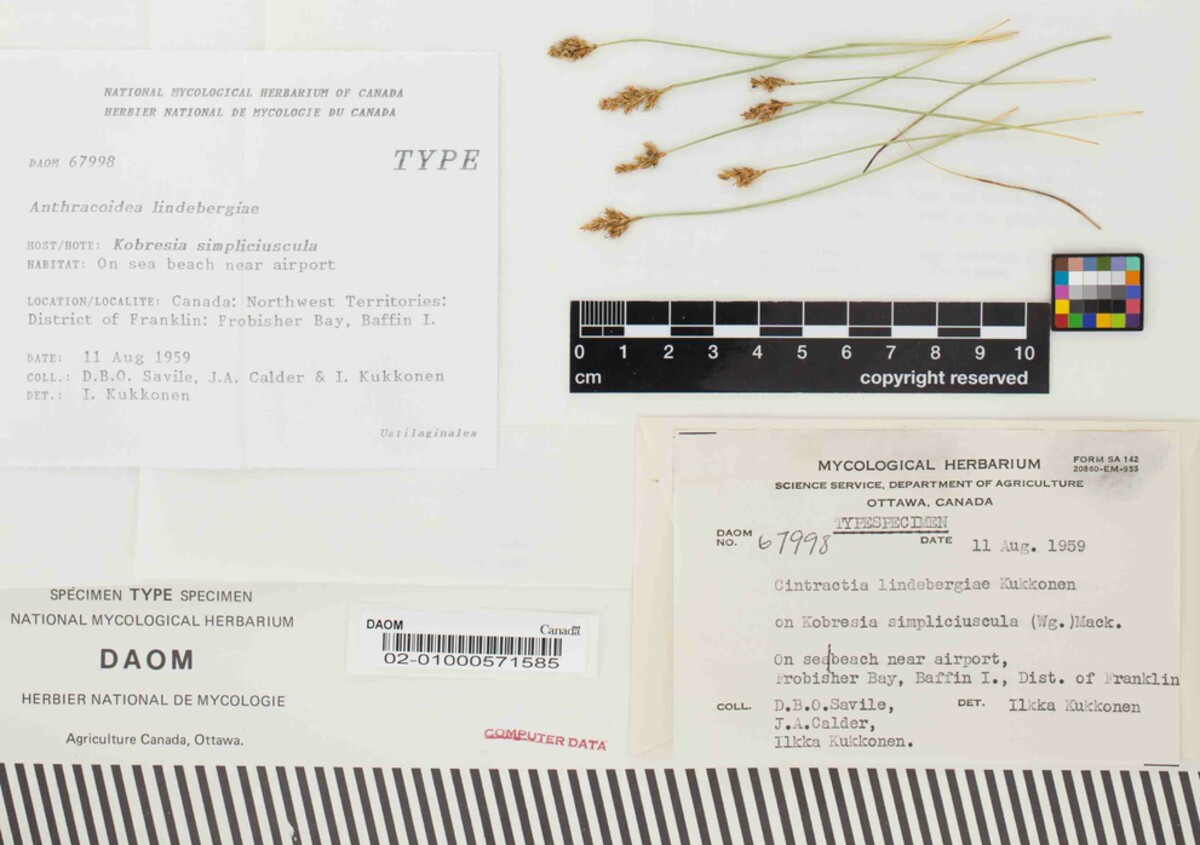 Anthracoidea lindebergiae image