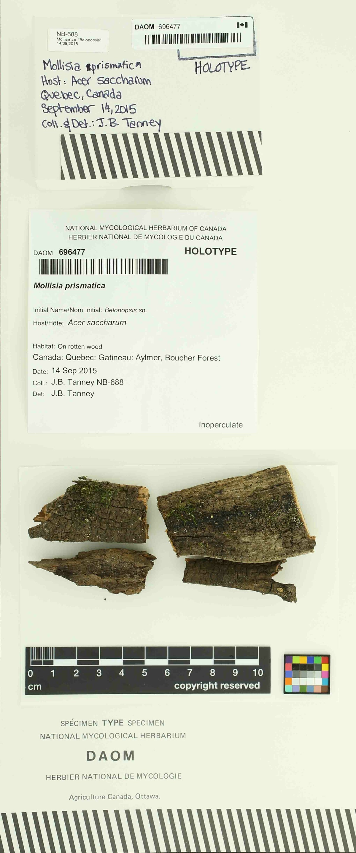 Mollisia prismatica image