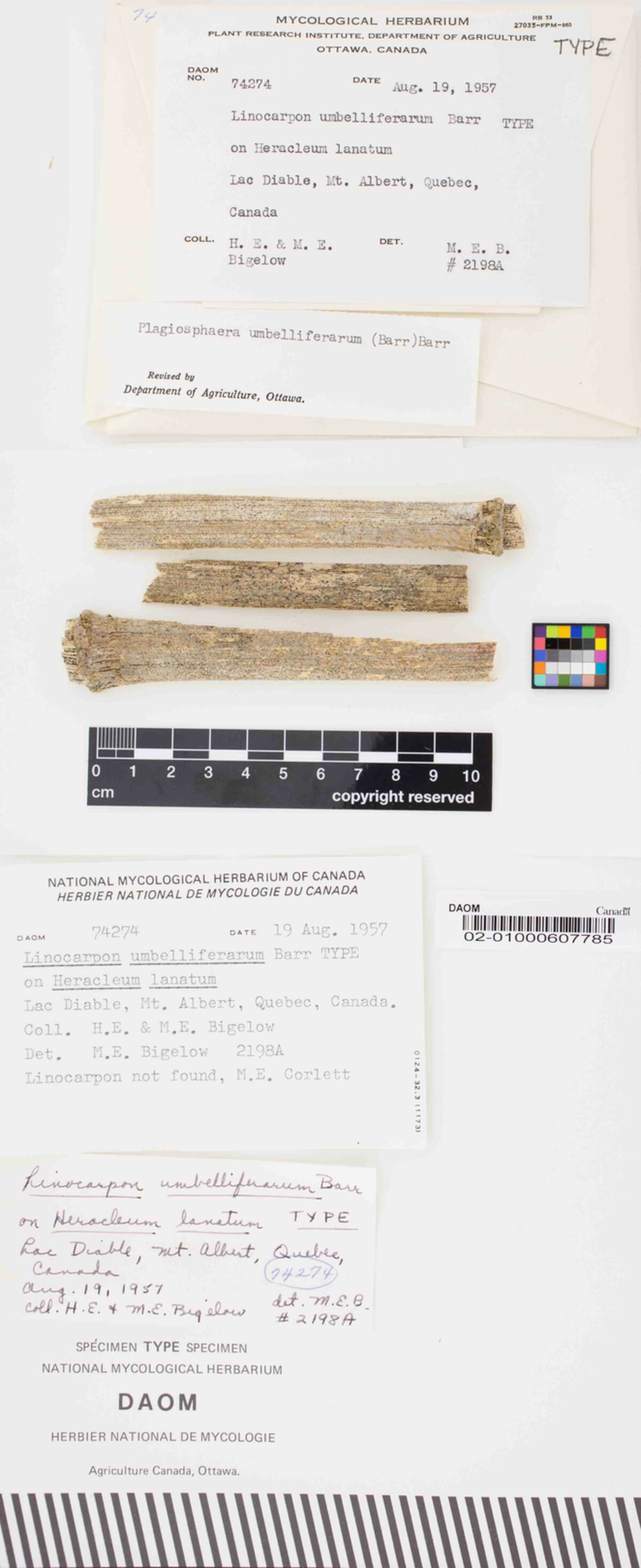 Plagiosphaera umbelliferarum image