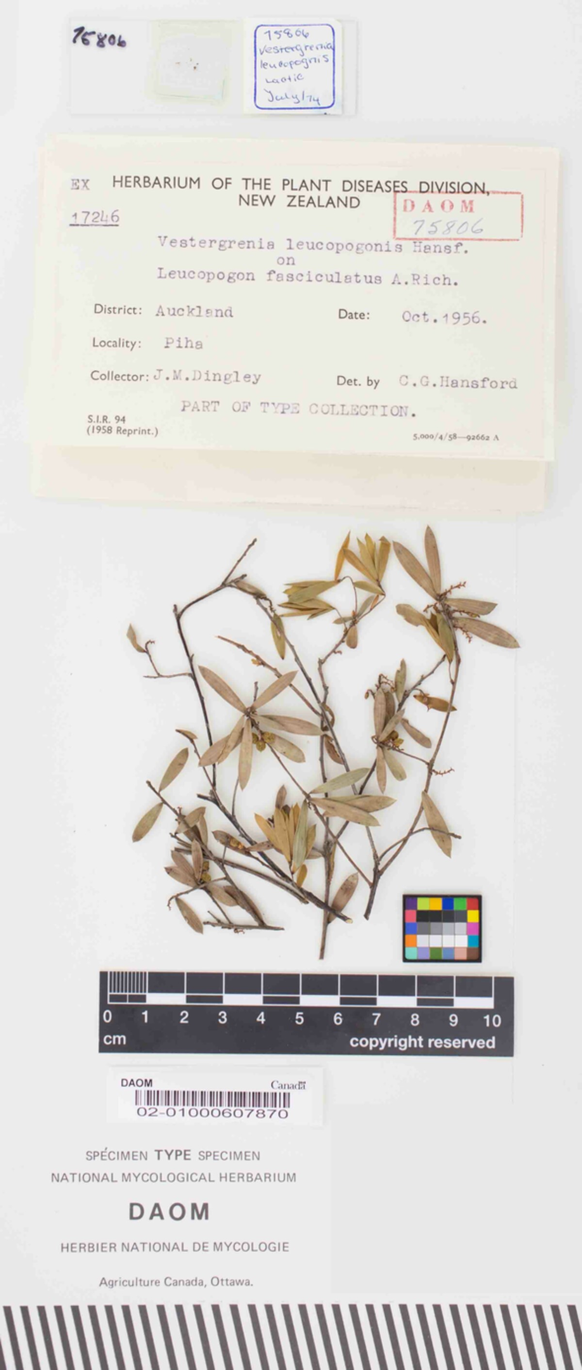 Vestergrenia leucopogonis image