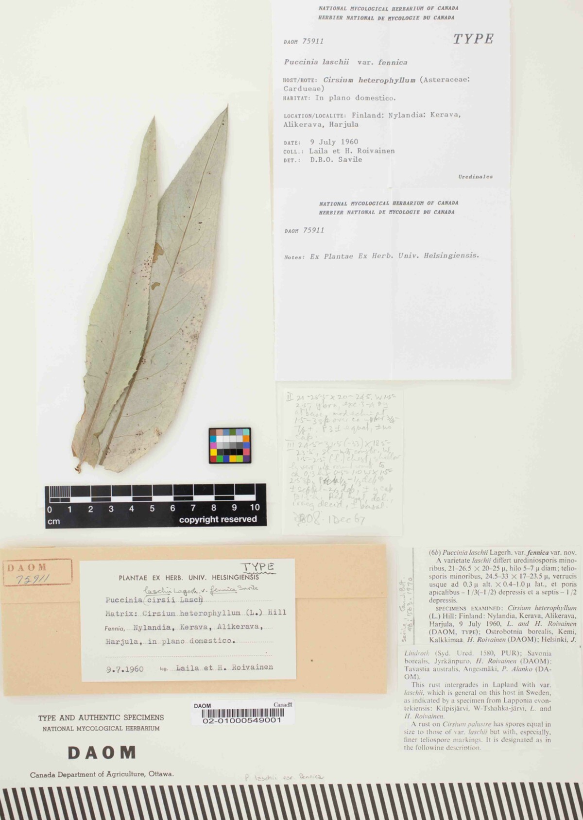 Puccinia laschii var. fennica image