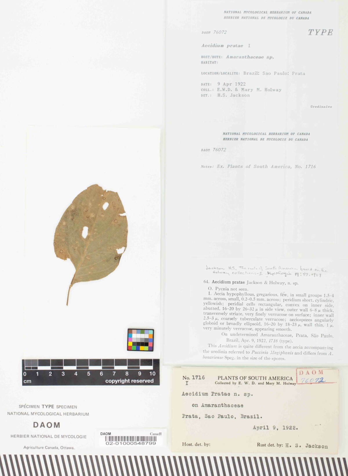 Aecidium pratae image