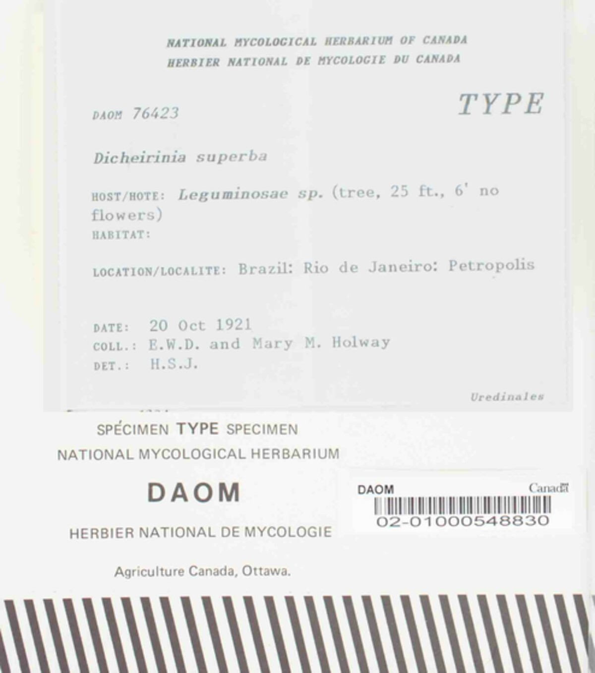 Dicheirinia superba image