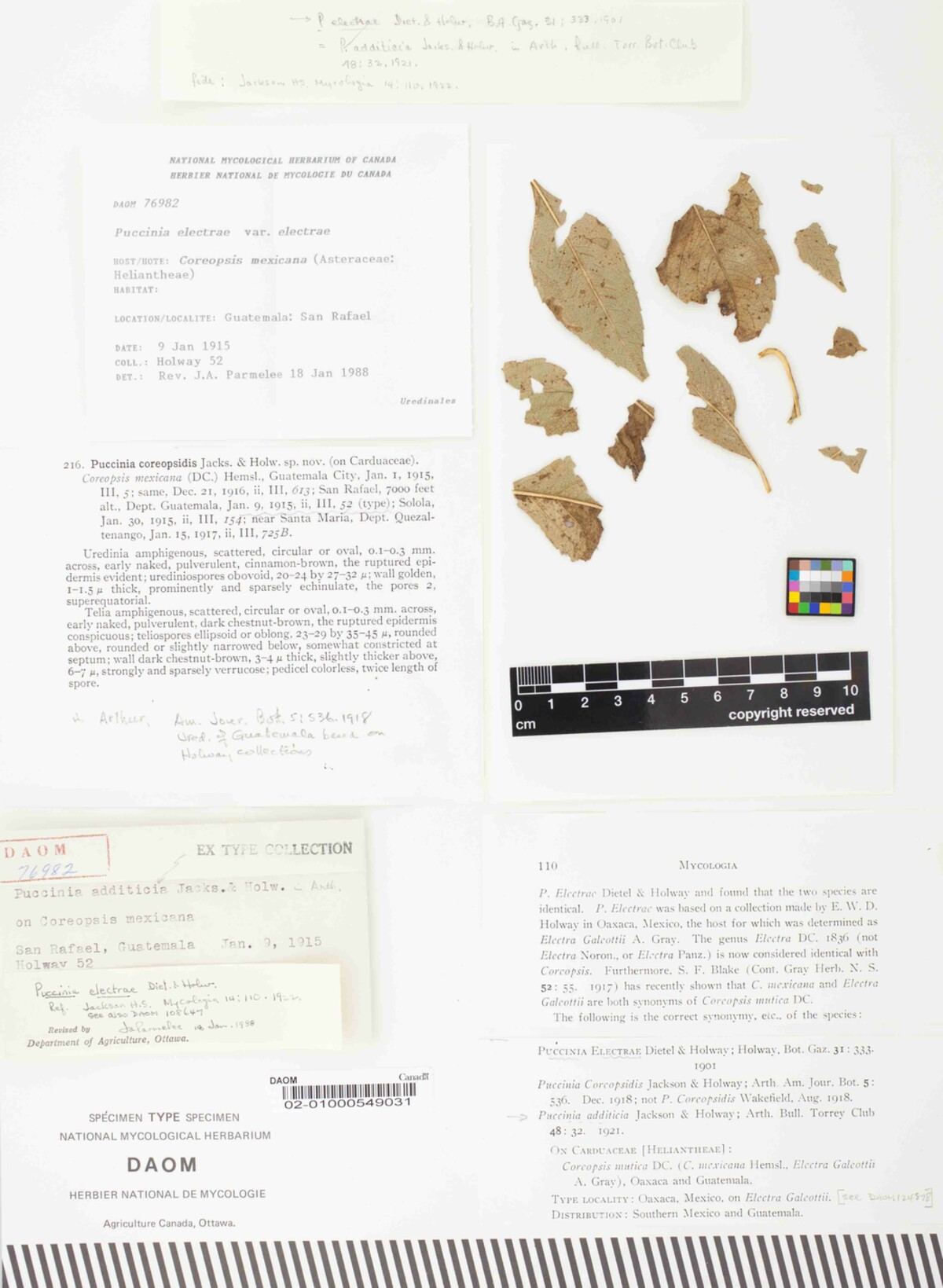 Puccinia electrae var. electrae image