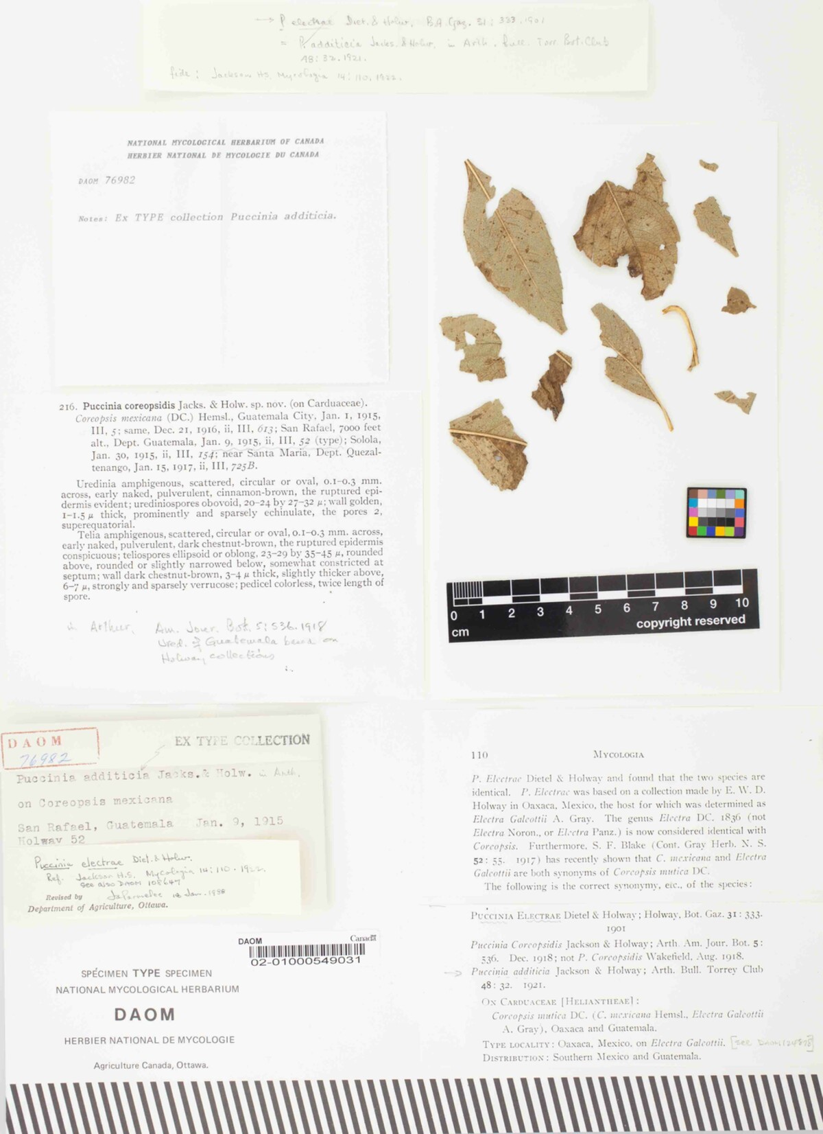 Puccinia electrae var. electrae image