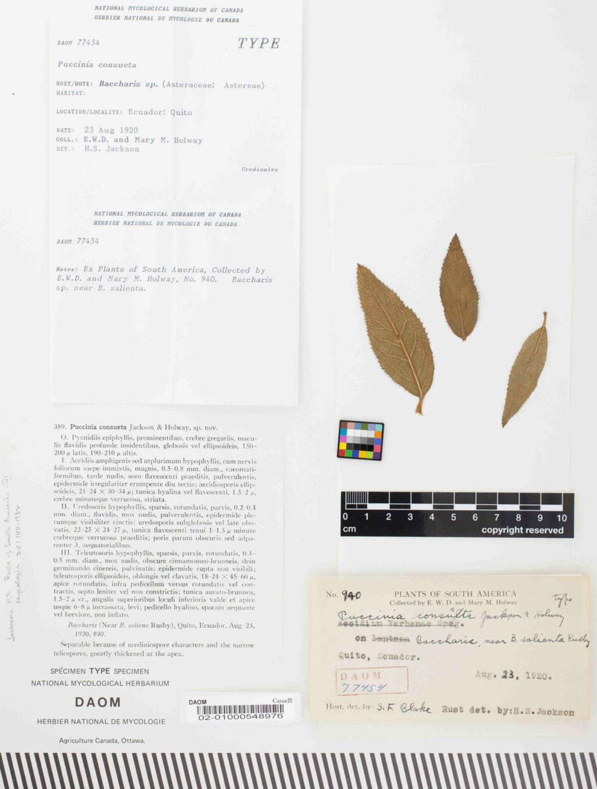 Puccinia consueta image