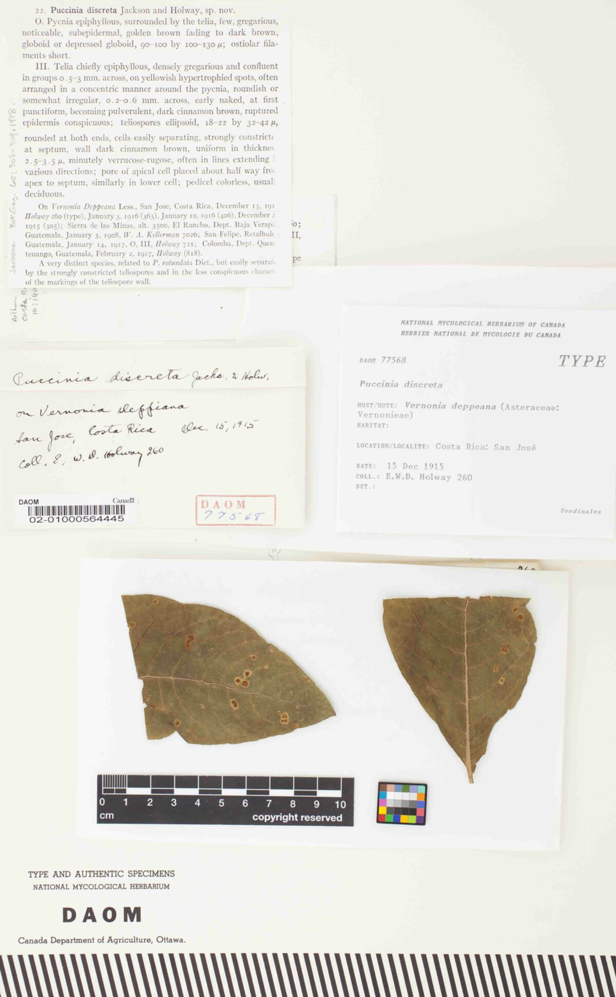 Puccinia discreta image