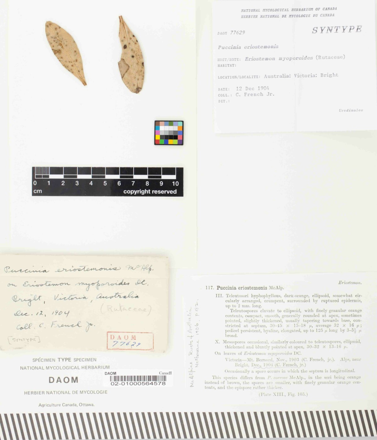 Puccinia eriostemonis image