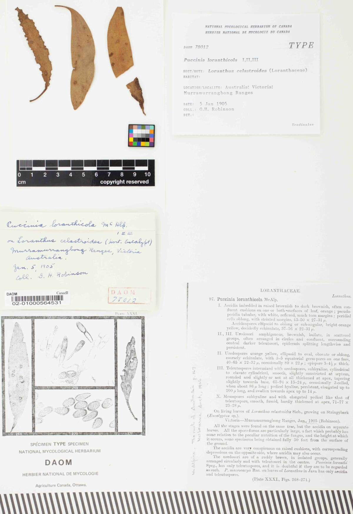 Puccinia loranthicola image