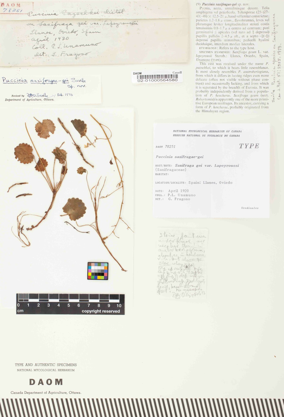Puccinia saxifragae-gei image