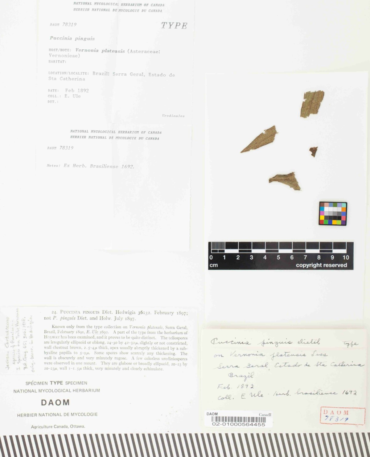 Puccinia pinguis image