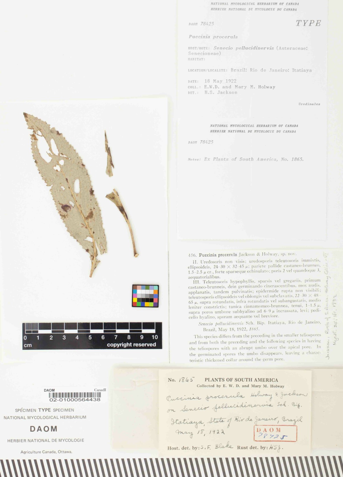 Puccinia procerula image