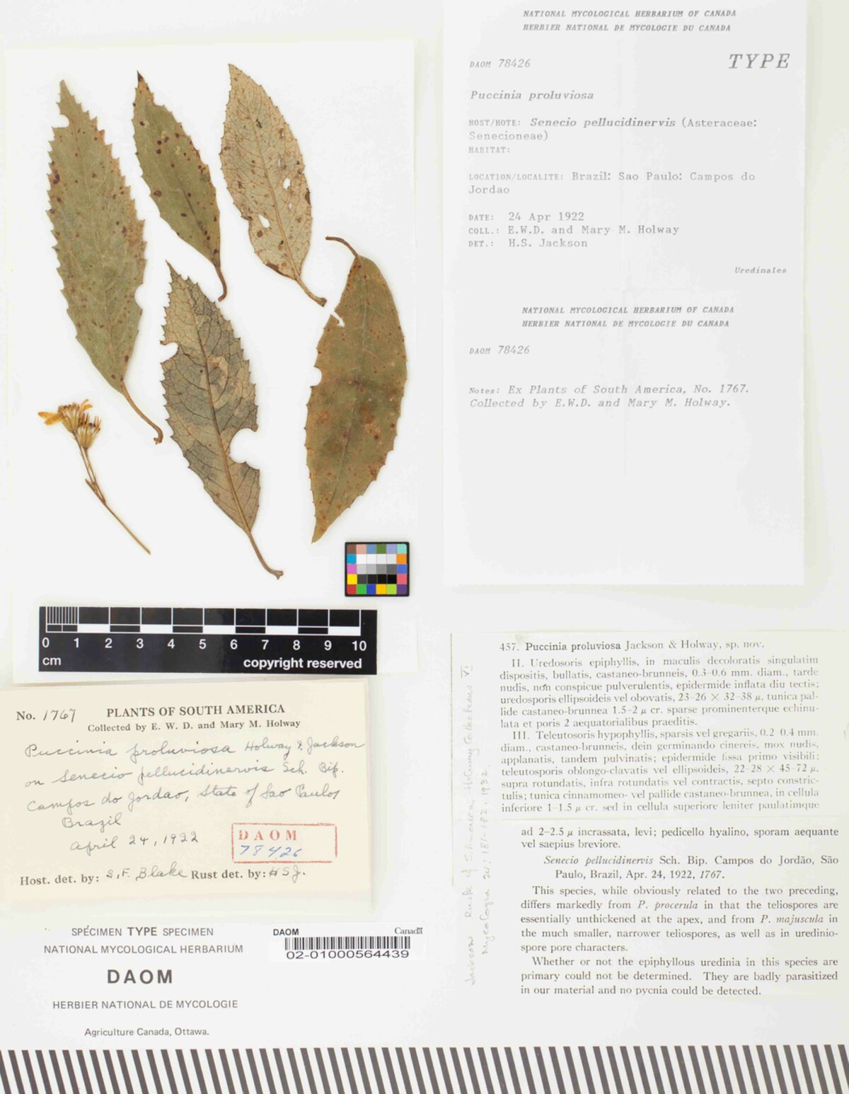 Puccinia proluviosa image