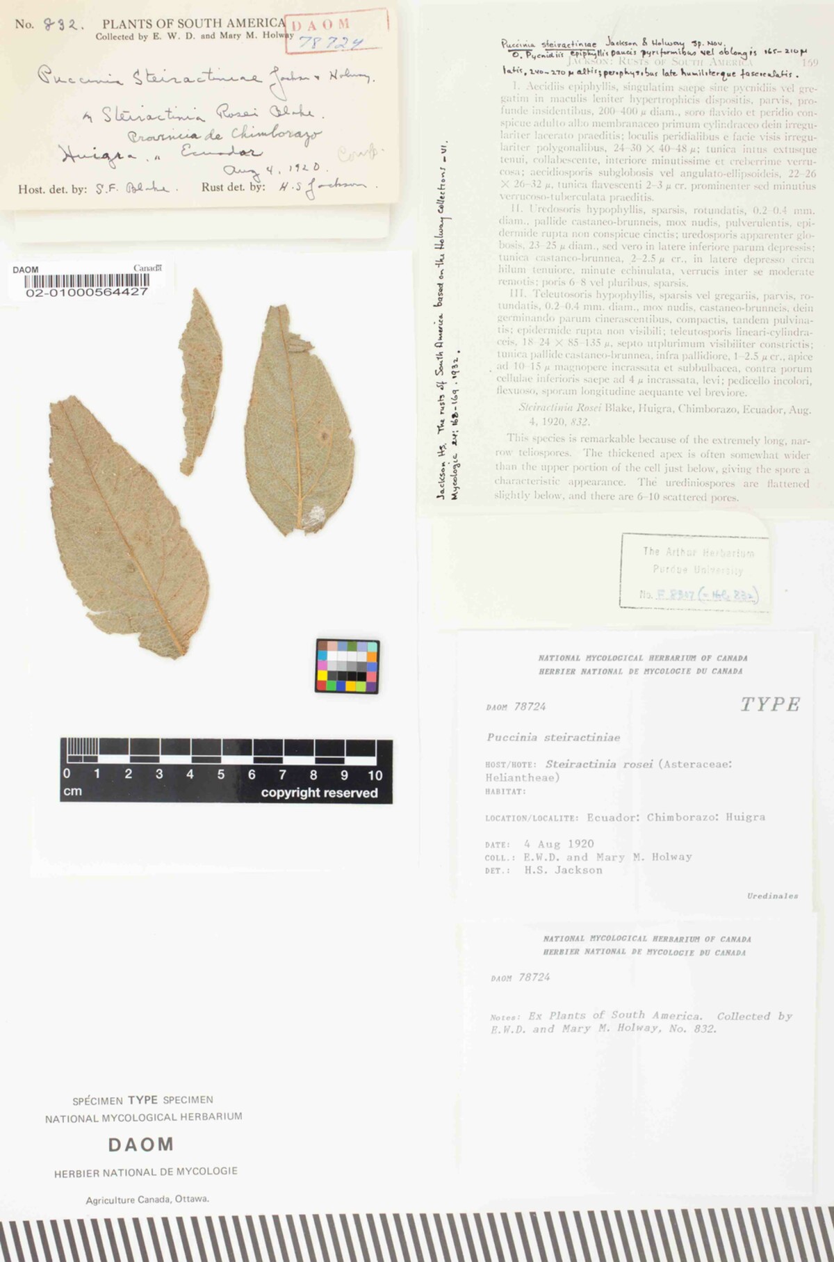 Puccinia steiractiniae image
