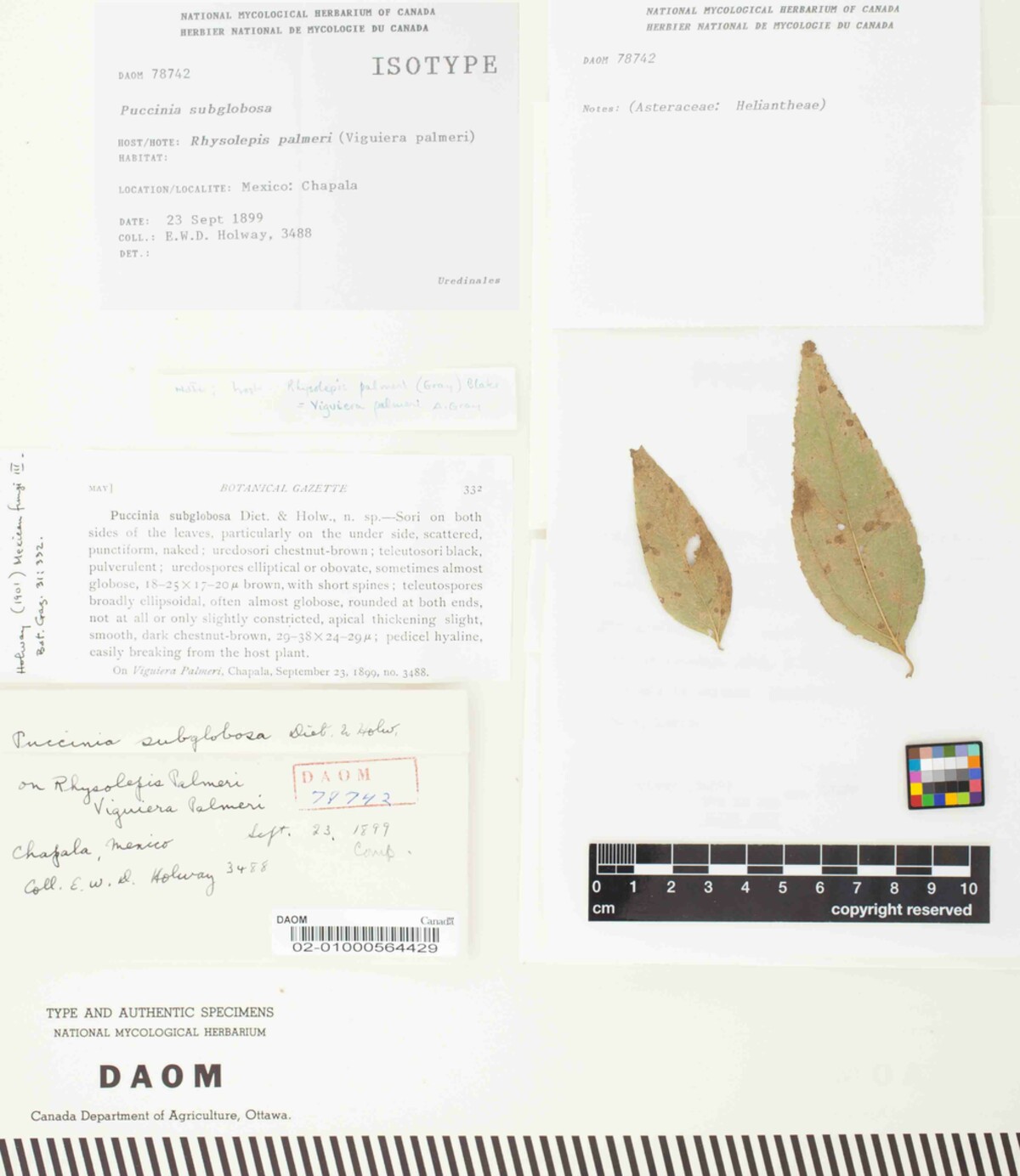 Puccinia subglobosa image
