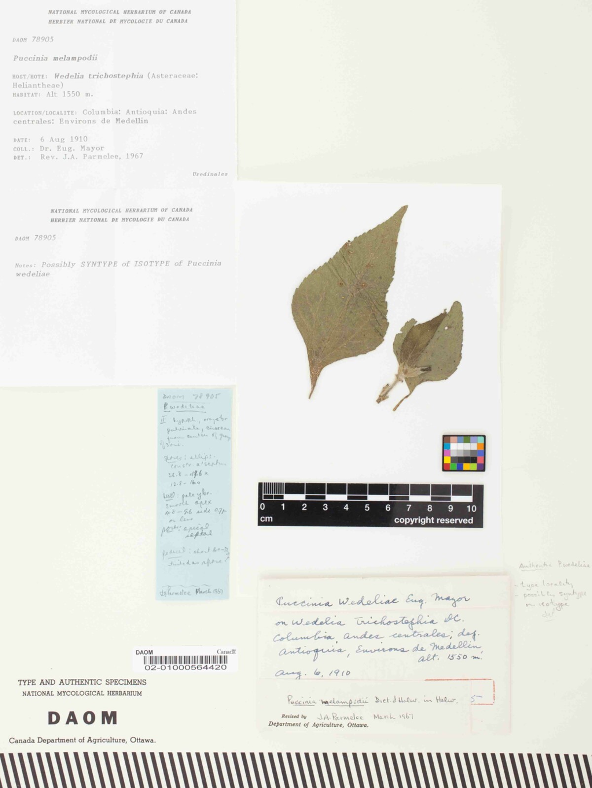 Puccinia melampodii image