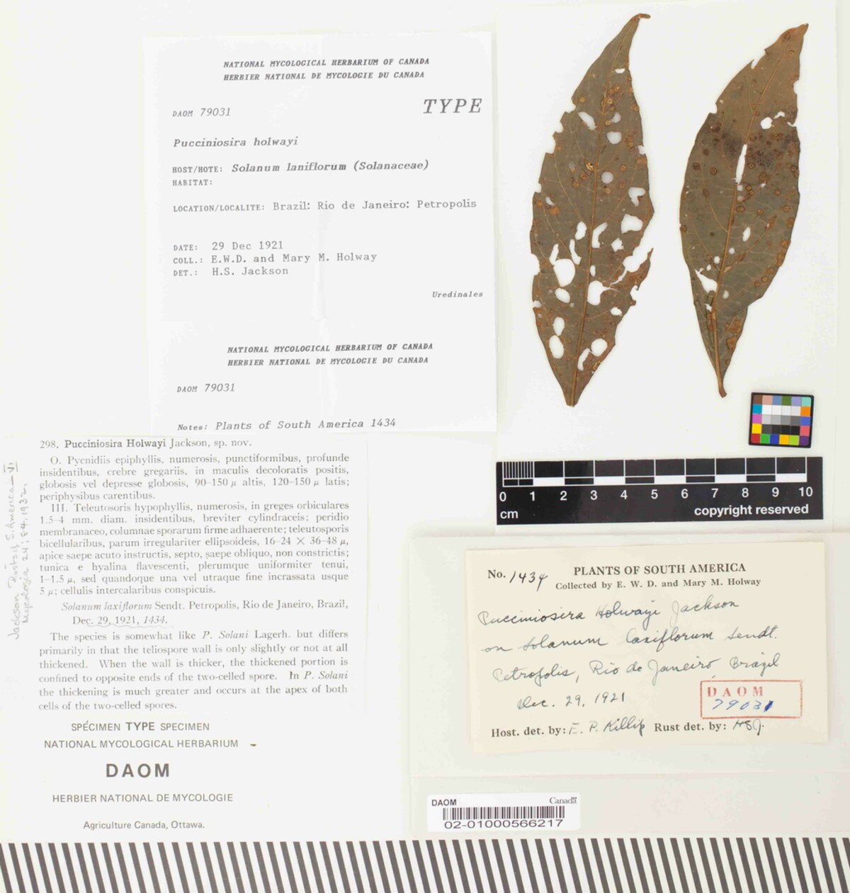 Pucciniosira holwayi image