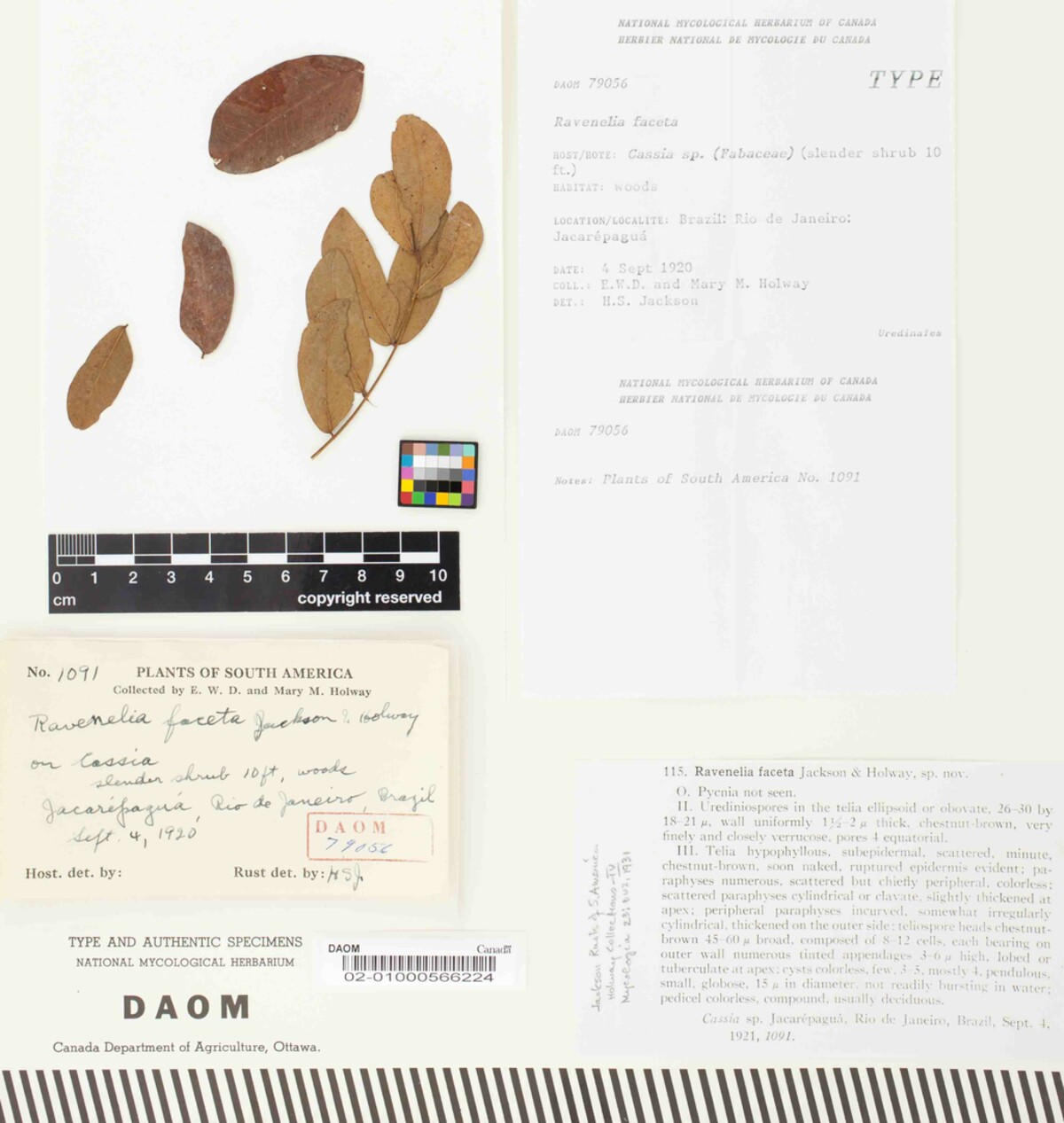 Ravenelia faceta image