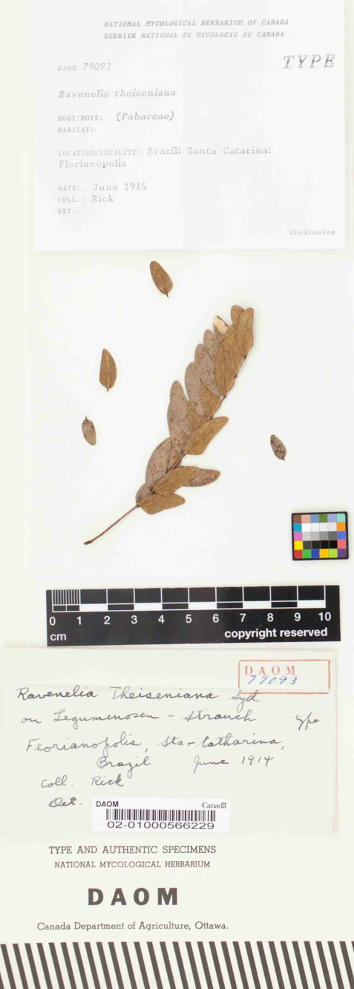 Ravenelia theisseniana image
